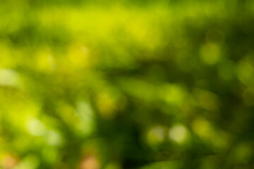 Abstract nature bokeh background of lush green