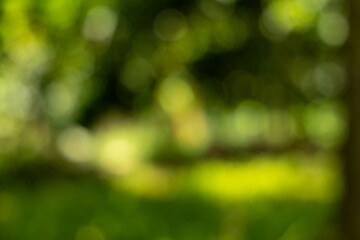 Abstract nature bokeh background of lush green
