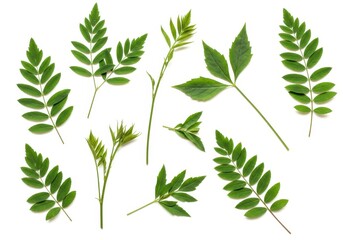 Fototapeta premium Assortment of fresh green leaves and stems arranged on a clean white surface in a flat lay style