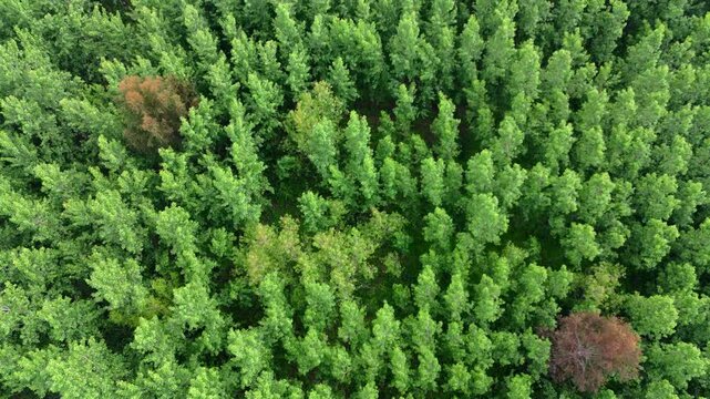 Top down drone view of uniform Eucalyptus globulus trees forming a dense geometric plantation in the Paran&aacute; Delta, Argentina, showing slight canopy variation and isolated dry patches