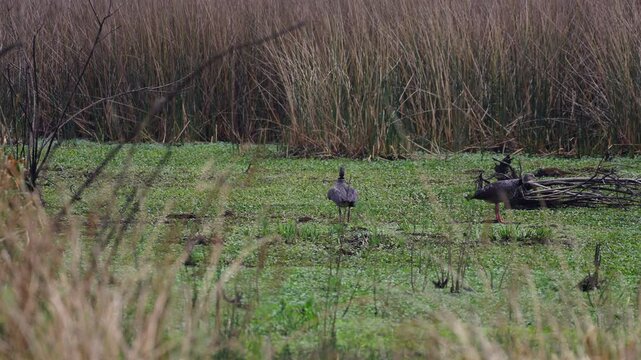 Southern screamers - Chauna torquata walk and forage in a marshy wetland with tall reeds and aquatic plants in the Paran&aacute; River Delta, accompanied by ducks and shallow water vegetation, real time