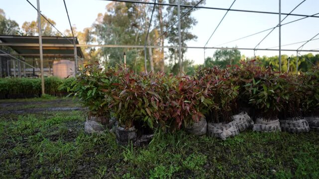 Panning view of saplings in plastic grow bags inside a tree nursery, surrounded by seedling trays and young eucalyptus and Schinus molle trees