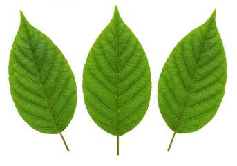 Fototapeta premium Three green leaves with pointed tips and prominent veins arranged side by side on a white background