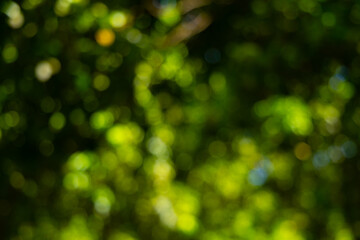 Abstract nature bokeh background of lush green
