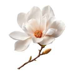 Naklejka premium Stunning White Magnolia Blossom: A Delicate Springtime Floral Display , isolated on white background png