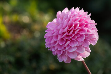 Dahlie