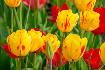 Obraz premium Tulpen (Tulpia)