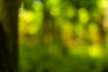 Obraz premium Abstract Defocused Background of Lush Green and Yellow Foliage