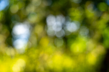 Abstract Defocused Background of Lush Green and Yellow Foliage