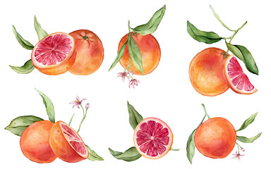 Set of slice and whole Grapefruit, peel grapefruit with green leaves isolated on white background. Hand drawn watercolor illustration of citrus Fruit and pink flowers. Clipart composition of orange.