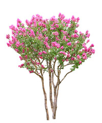 Fototapeta premium サルスベリ 8月撮影 樹高380cm