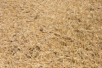 straw on the field background