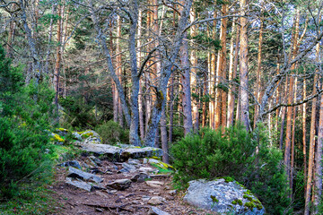 Camino en el pinar