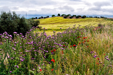 Primavera en el campo