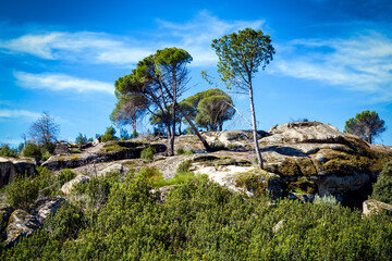 Fototapeta premium Pinos sobre rocas de granito