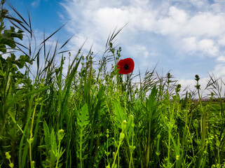 Primavera en el campo