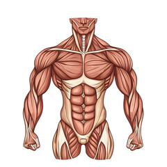  Muscular Torso Illustration with Detailed Anatomy [Transparent Background PNG].