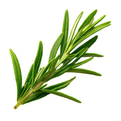 Fototapeta premium Fresh Rosemary Sprig - Vibrant Green Herb for Culinary Delights , isolated on white background png