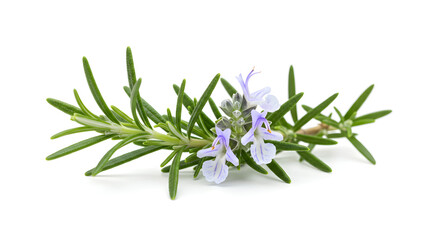 Naklejka premium Detailed Macro Shot of Rosemary Sprig with Lavender Flowers on White Background