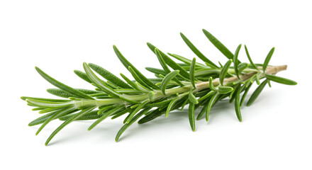 Fototapeta premium Fresh Green Rosemary Sprig Isolated on White Background with Detailed Texture