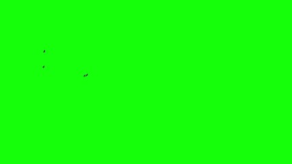 A flock of black birds flying bottom right to left, a group of pigeons chroma key green screen. Silhouettes of Migrating Birds in motion far in the sky. Crows or Swallows. For compositing VFX