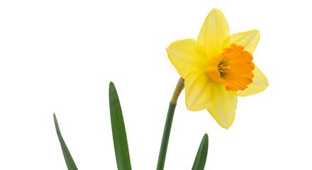 Isolated Daffodil Flower With Bright Yellow Petals and Orange Trumpet Against White Background