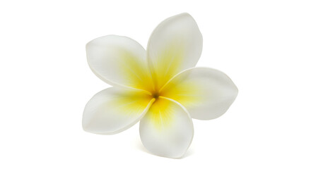 Naklejka premium Isolated White And Yellow Frangipani Flower Featuring Detailed Petals Against White Background