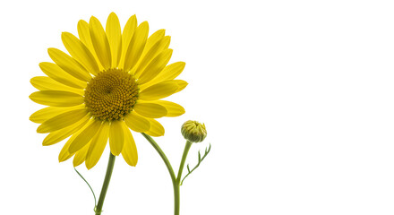 Obraz premium Isolated Yellow Daisy Blooming Against White Background Showing Natural Floral Beauty and Botanical Detail