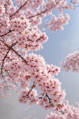 Abundant sakura blossoms, delicate pink and white petals , japan, season