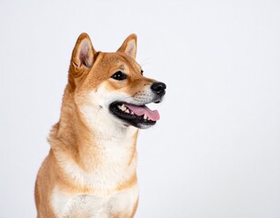 柴犬