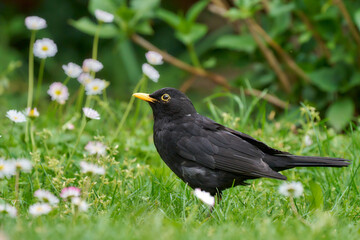 Amsel