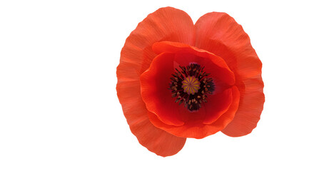 Vibrant Red Poppy Flower Top View Isolated on White Background Showcasing Detailed Petals And Natural Beauty