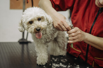 Toy Poodle Haircut by a Professional Hairdresser. Paws and Claws Trimming