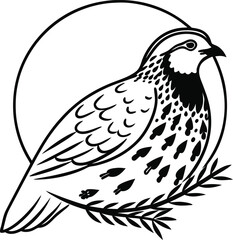 dove on white background