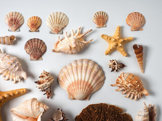 collection of seashells on a white background, memories of a trip