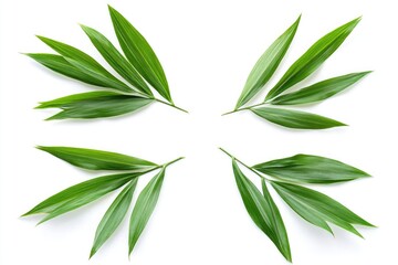 Fresh green leaves arranged in a symmetrical pattern. Brightly lit, detailed close-up view