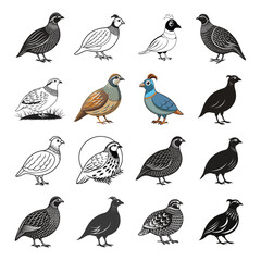 Stylized Quail Bird Illustrations Set – 16 Unique Vector Designs