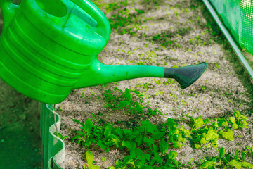 Hands holding a large watering can while irrigating seedlings in a greenhouse