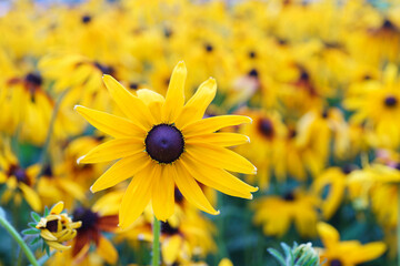 Rudbeckia fulgida, coneflowers or black eyed Susan in the garden, meadow or lawn. Decorative yellow flower macro, close up, nature background, floral wallpaper