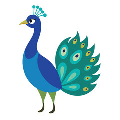 Fototapeta premium peacock on white background