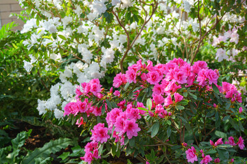 Fototapeta premium Pink and white japan Azalea Ericaceae bush in full bloom, rhododendron flower background. Evergreen decorative plant outdoor or in orangery in botanical garden. Gardeining, plant breeding