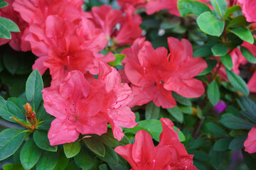Red japan Azalea Ericaceae bush in full bloom, rhododendron flower macro, close up background. Evergreen decorative plant outdoor or in orangery in botanical garden. Gardeining, plant breeding