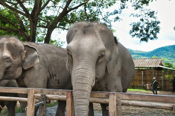 Fototapeta premium Chiang Mai, Thailand - August 10 2024: Big elephants walking in the Elephant Nature Park. Elephant jungle sanctuary for rescued elephants near Chiang Mai, Thailand. This was during a sunny day.
