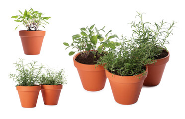 Different aromatic herbs in clay pots isolated on white, set