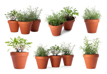 Different aromatic herbs in clay pots isolated on white, set