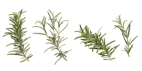 Fresh aromatic rosemary isolated on white, collage
