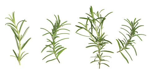 Fresh aromatic rosemary isolated on white, collage