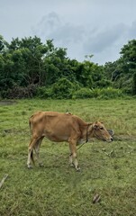 A brown cow prepared for adha mubarak is grazing in a green meadow with a dense forest in the background under a cloudy sky