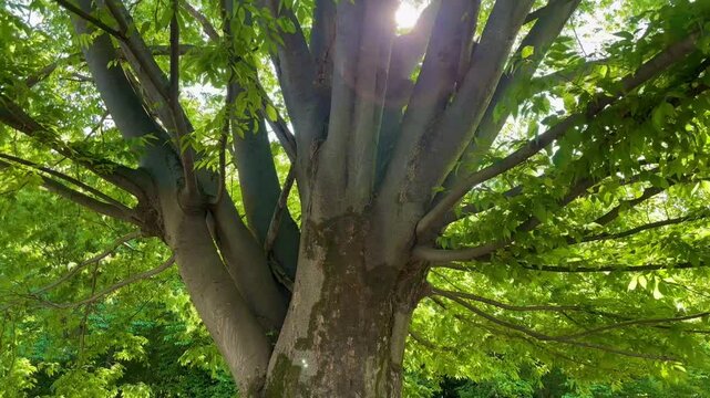 4k 新緑のケヤキの大木を見上げるところ