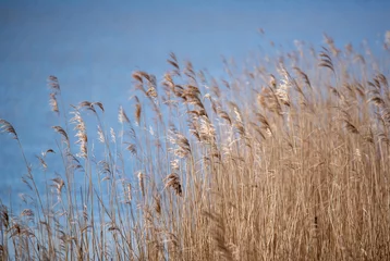 Fototapete Krankenhaus Soothing reed  © Yvonne